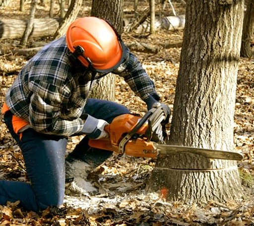 Tree Removal in Tybee Island, GA